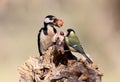 Unexpected meeting of great spotted woodpecker and freat tit on forest feeder.