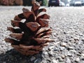 Unexpected Nature on the street!