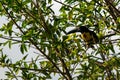 An unexpected winged visitor: Razor-billed Toucan Pteroglossus torquatus