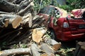 Unexpectedly a big rubber tree fell on a parked red car on a calm and sunny day