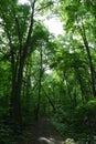 Unexplored path in lush forest. Tall deciduous trees with green foliage