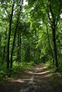 Unexplored path in lush green forest in summer day Royalty Free Stock Photo