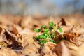 Unfading plant. Royalty Free Stock Photo