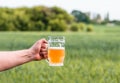 Unfiltered light beer in beer glass, growing malt Royalty Free Stock Photo