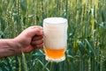 Unfiltered light beer in beer glass, growing malt Royalty Free Stock Photo