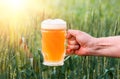 Unfiltered light beer in beer glass, growing malt Royalty Free Stock Photo