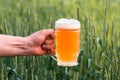 Unfiltered light beer in beer glass, growing malt Royalty Free Stock Photo