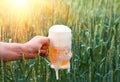 Unfiltered light beer in beer glass, growing malt Royalty Free Stock Photo