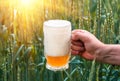 Unfiltered light beer in beer glass, growing malt Royalty Free Stock Photo