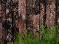 Unfinished Pine board with Juniper, cut, close-up, bark, knots, texture of bark wood use as natural background, old Royalty Free Stock Photo