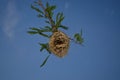 Unfinished weaver`s nest with blue sky