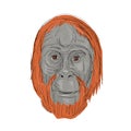 Unflanged Male Orangutan Drawing