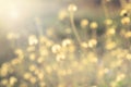 Unfocus wild flower with vintage filter Royalty Free Stock Photo
