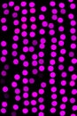 Unfocused abstract purple bokeh on black background. defocused and blurred many round light Royalty Free Stock Photo