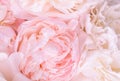 Unfocused blur rose petals, abstract romance background, pastel and soft flower card Royalty Free Stock Photo