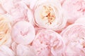 Unfocused blur rose petals, abstract romance background, pastel and soft flower card Royalty Free Stock Photo