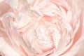 Unfocused blur rose petals, abstract romance background, pastel and soft flower card Royalty Free Stock Photo