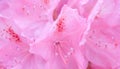 Unfocused blur rhododendron petals, abstract romance background, pastel and soft flower card Royalty Free Stock Photo