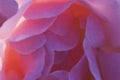 Unfocused blur pink rose petals, abstract romance background, pastel and soft flower card. Soft foc Royalty Free Stock Photo