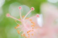 Unfocused blur flowers background