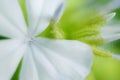 Unfocused blur flowers background