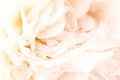 Unfocused blur rose petals, abstract romance background, pastel and soft flower card Royalty Free Stock Photo