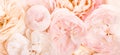 Unfocused blur rose petals, abstract romance background, pastel and soft flower card Royalty Free Stock Photo