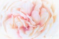 Unfocused blur rose petals