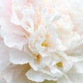 Unfocused blur peony petals, abstract romance background, pastel and soft flower card Royalty Free Stock Photo