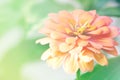 Unfocused blur Zinnia flower background