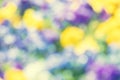 Unfocused blurred blossoming pansies flowers