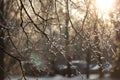 Unfocused branches with melted ice on it with warm sunligh on right corner in winter