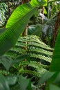 Unfocused close-up of banana leaves, focused fern illuminated by sunlight, inside a greenhouse in the Royal Botanic Garden of Madr