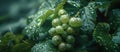 Cluster of Green Grapes Hanging From Tree Royalty Free Stock Photo