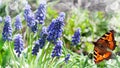 Unfocused green background with blooming blue muscari and a butterfly. Selective focus