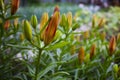 unfocused photo of closed buds of orange tiger lilies