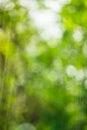 Unfocused photo in the forest. Royalty Free Stock Photo