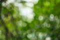 Unfocused photo in the forest. Royalty Free Stock Photo