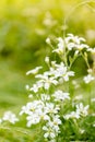 Unfocused photo of small white flowers on green grass. White forest flowers in green grass. Abstract floral background. Royalty Free Stock Photo