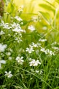 Unfocused photo of small white flowers on green grass. White forest flowers in green grass. Abstract floral background. Royalty Free Stock Photo