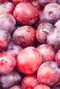 Unfolded berry plum. Lots of plums. Seasonal berry
