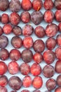 Unfolded berry plum. Lots of plums. Seasonal berry