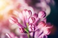 Unfolded bright lilac flower buds in a close-up.