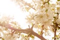 The unfolded flowers of the apple tree in the rays of sunlight. Royalty Free Stock Photo