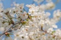 The unfolded flowers of the apple tree in the rays of sunlight. Royalty Free Stock Photo