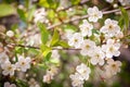 The unfolded flowers of the apple tree in the rays of sunlight. Royalty Free Stock Photo