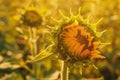 Unfolded sunflower flower head in cultivated field in summer Royalty Free Stock Photo