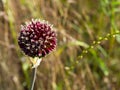 unfolded wildflower