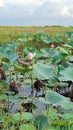 Unfolding the Beauty of Lotus: A Journey into the Enchanting Water Flower