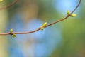 Unfolding buds in early spring season on branch Royalty Free Stock Photo
